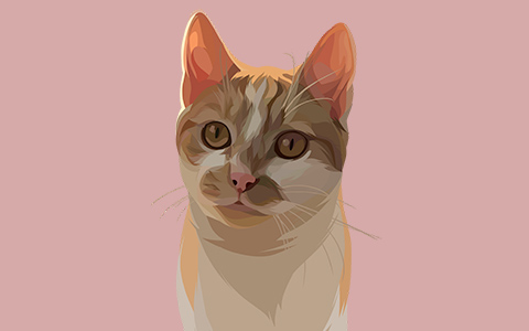 Jody illustratitie